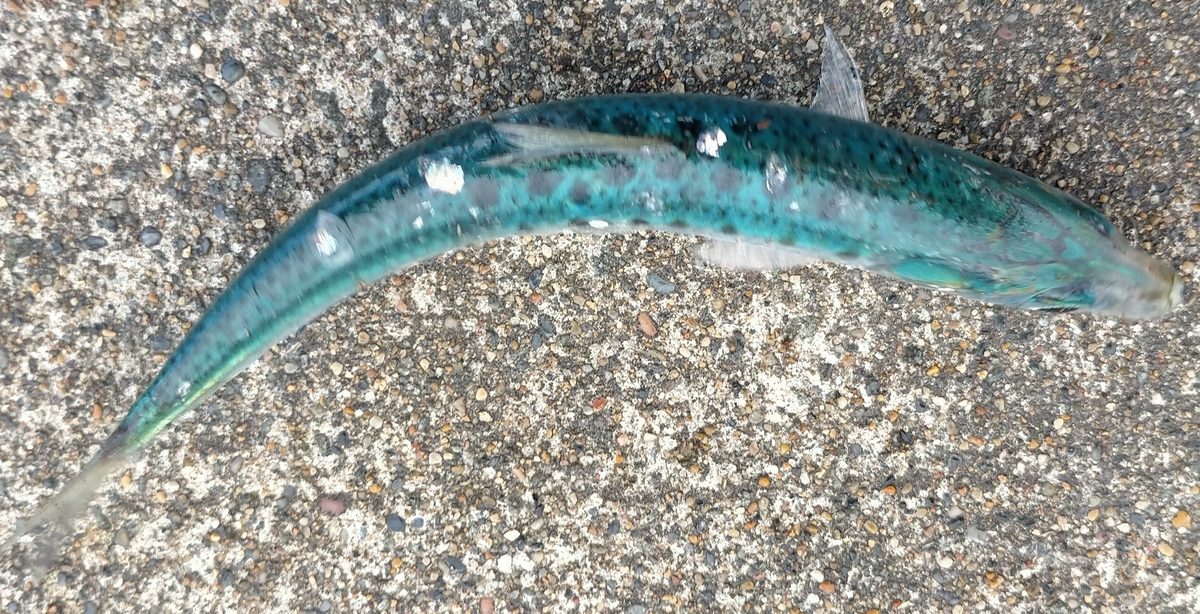 f:id:flyfisher417:20201102232152j:plain f:id:flyfisher417:20201102232152j:plain