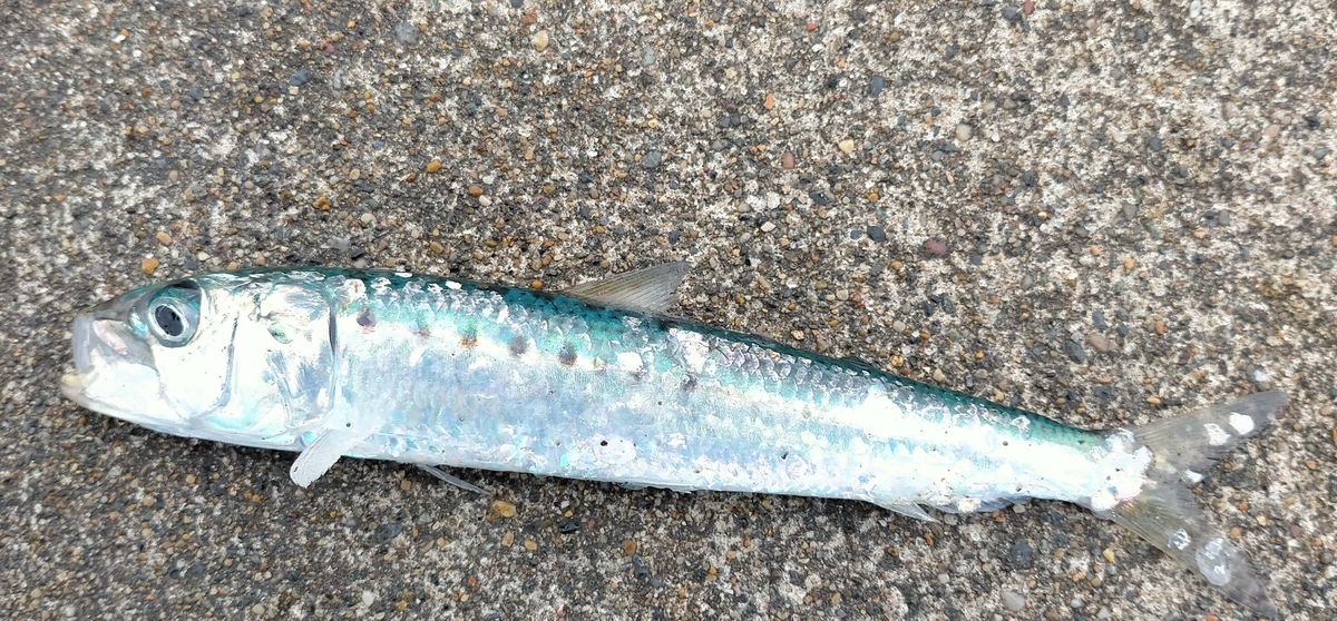 f:id:flyfisher417:20201102232209j:plain f:id:flyfisher417:20201102232209j:plain