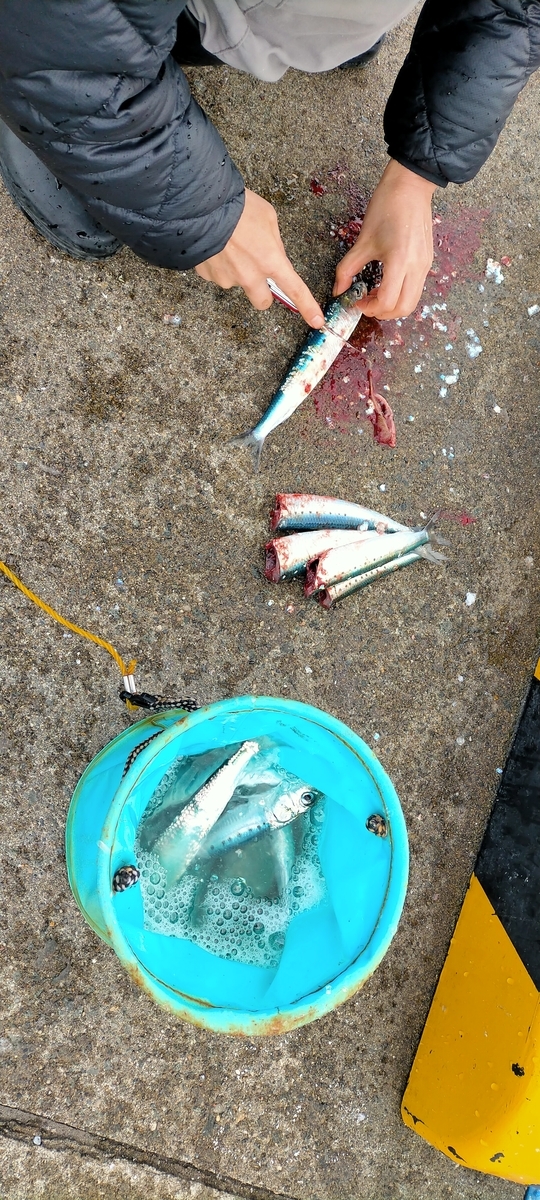 f:id:flyfisher417:20201102232353j:plain f:id:flyfisher417:20201102232353j:plain
