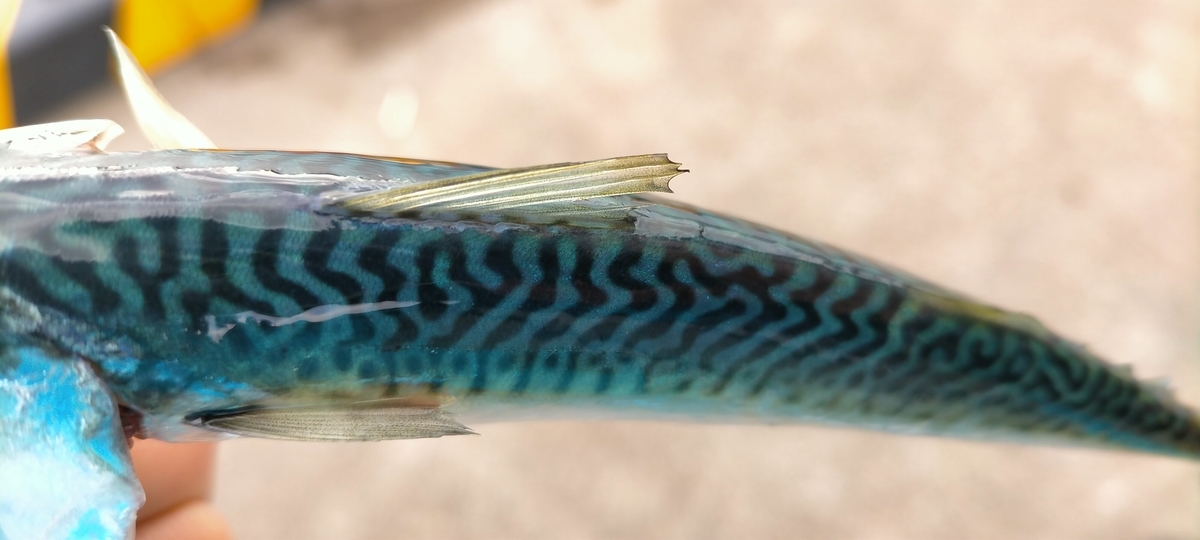 f:id:flyfisher417:20201102232510j:plain f:id:flyfisher417:20201102232510j:plain