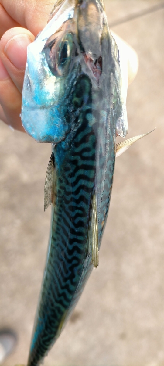 f:id:flyfisher417:20201102232550j:plain f:id:flyfisher417:20201102232550j:plain