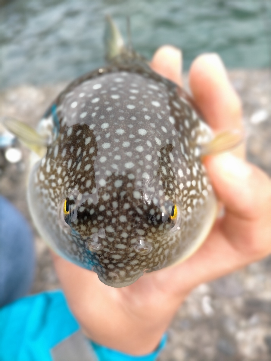 f:id:flyfisher417:20201102235902j:plain f:id:flyfisher417:20201102235902j:plain