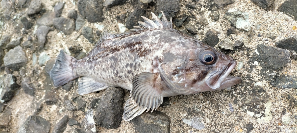 f:id:flyfisher417:20201103000019j:plain f:id:flyfisher417:20201103000019j:plain