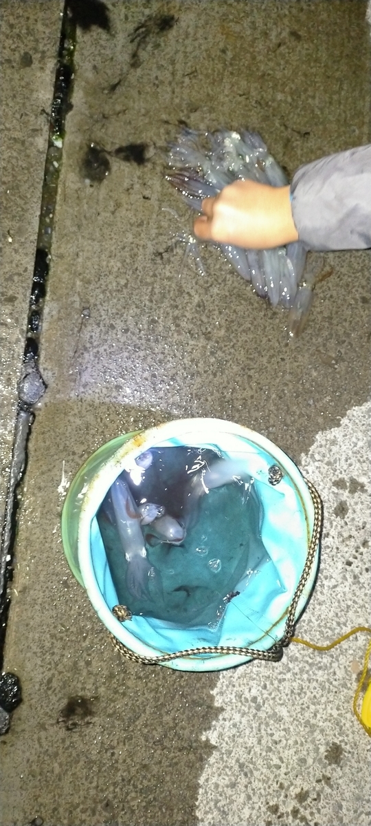 f:id:flyfisher417:20201103065926j:plain