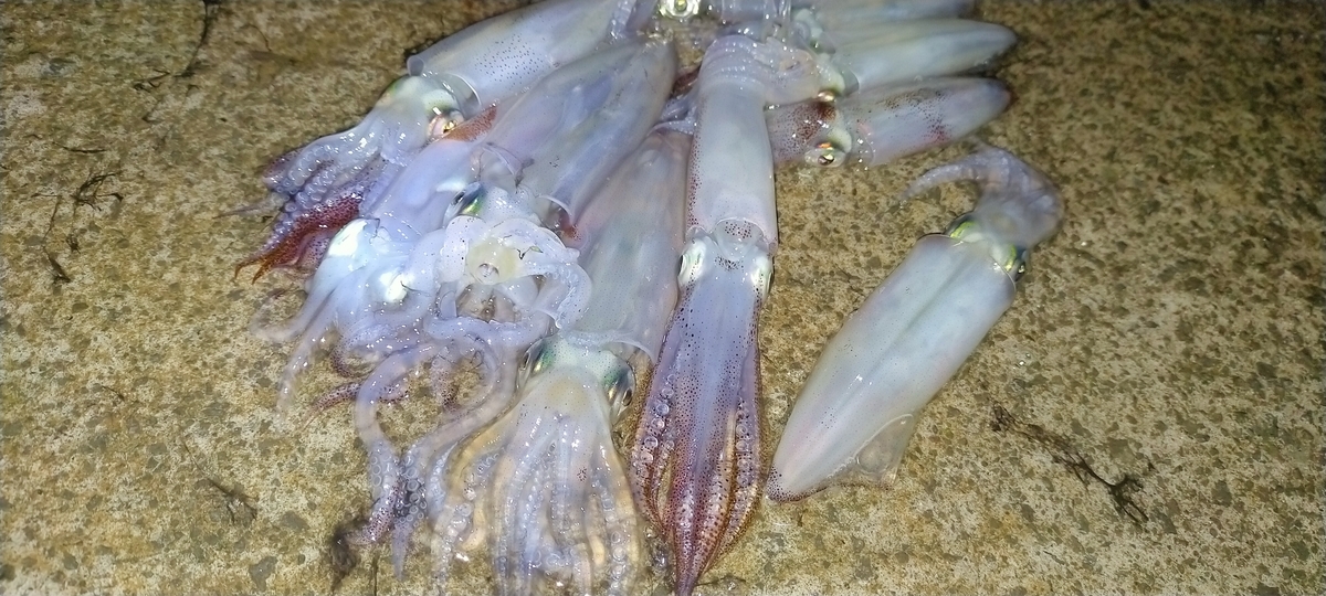 f:id:flyfisher417:20201103065947j:plain