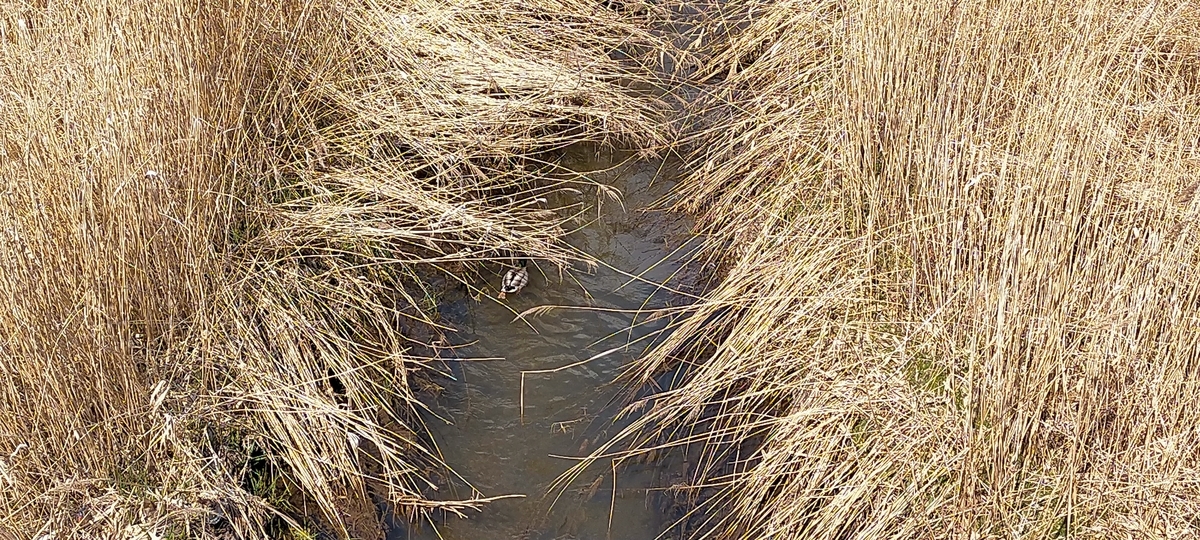 f:id:flyfisher417:20210411093501j:plain