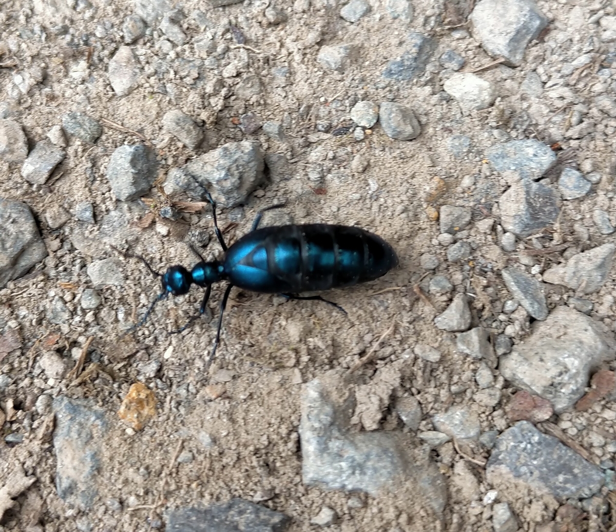f:id:flyfisher417:20210429223205j:plain