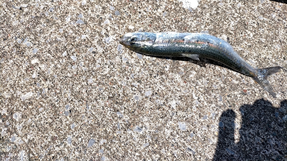 f:id:flyfisher417:20210720121625j:plain