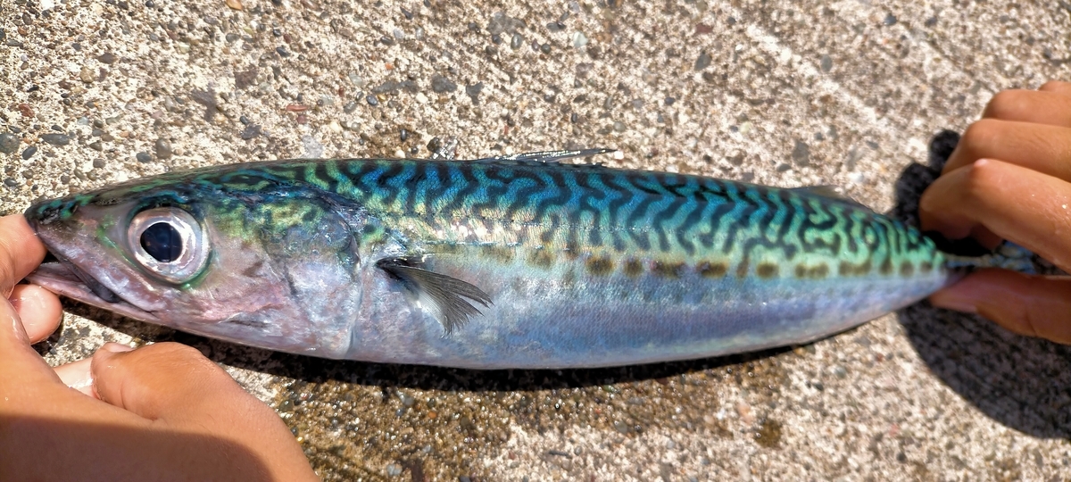 f:id:flyfisher417:20210720125109j:plain