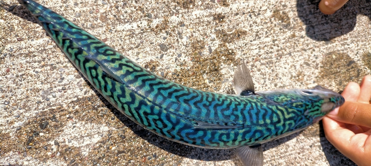 f:id:flyfisher417:20210720125156j:plain