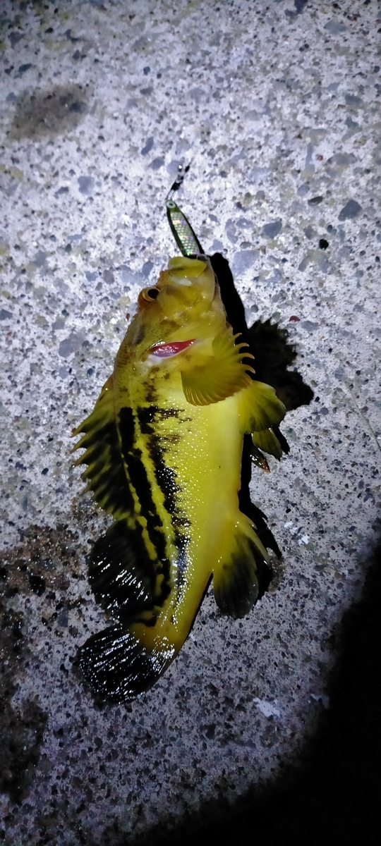 f:id:flyfisher417:20210720183001j:plain