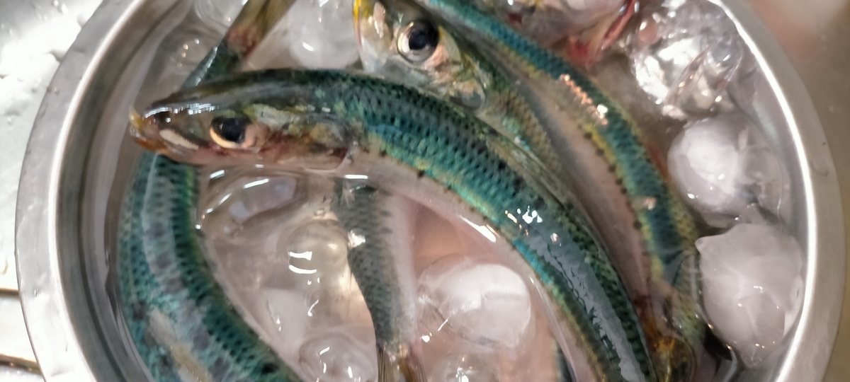 f:id:flyfisher417:20210720184417j:plain
