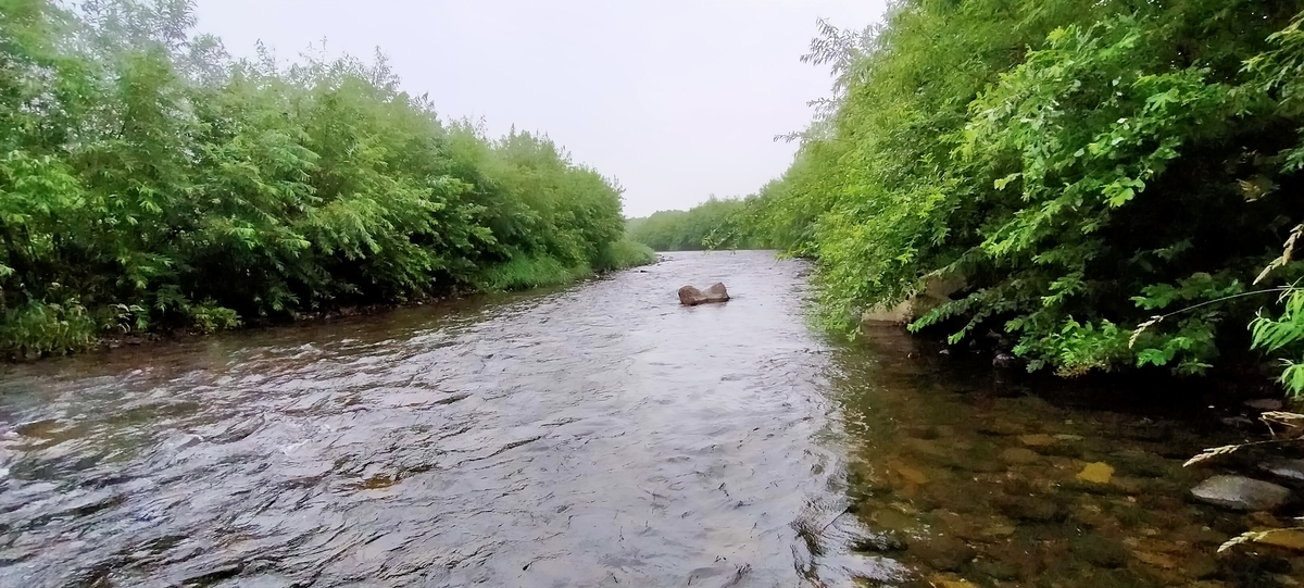 f:id:flyfisher417:20210725072251j:plain