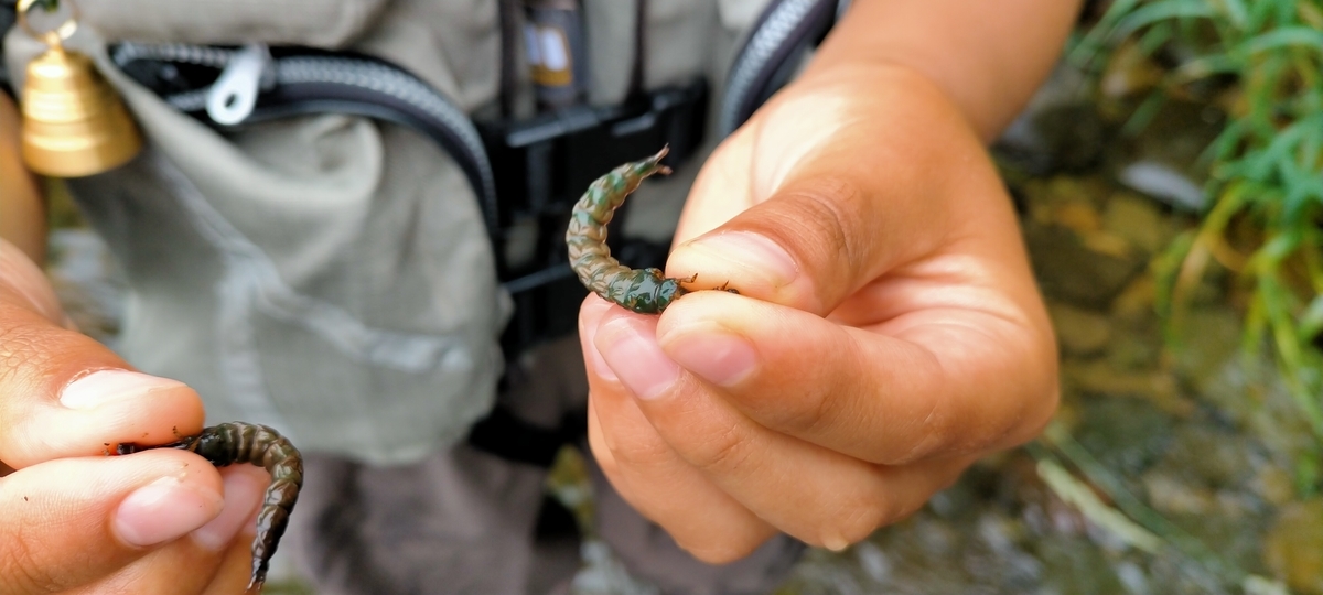 f:id:flyfisher417:20210725073053j:plain
