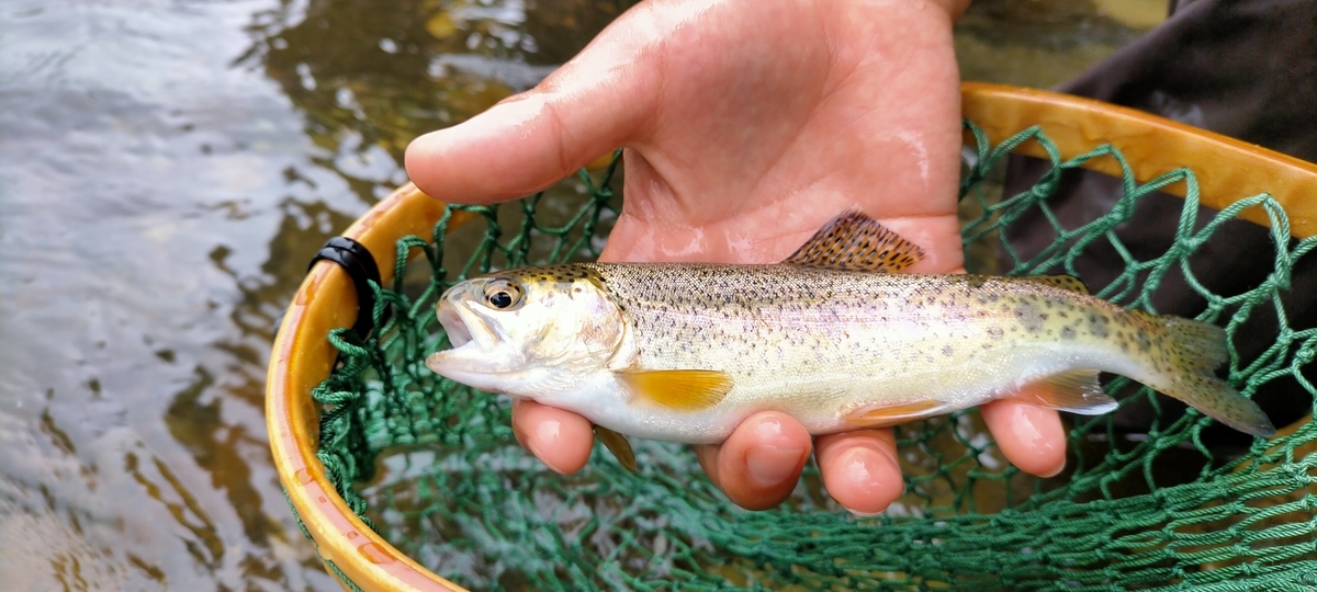 f:id:flyfisher417:20210725101354j:plain