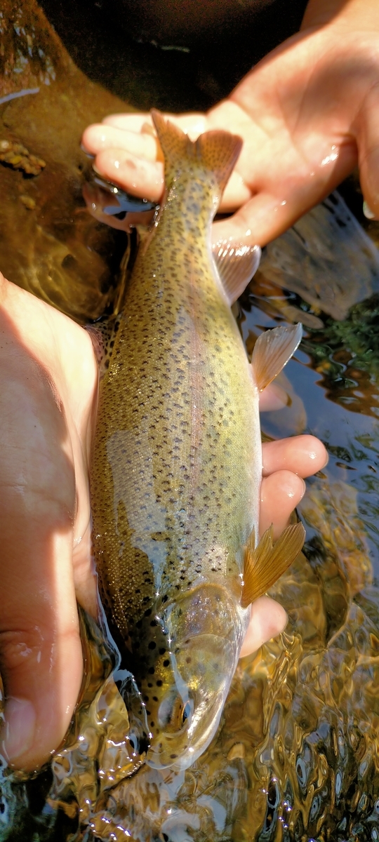 f:id:flyfisher417:20210725113953j:plain