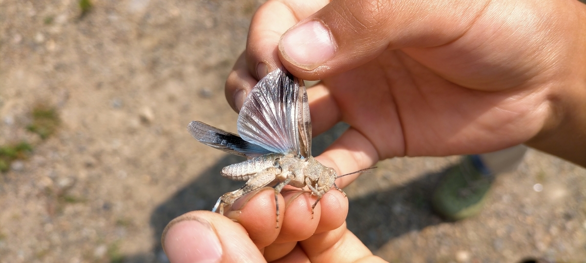f:id:flyfisher417:20210725114253j:plain