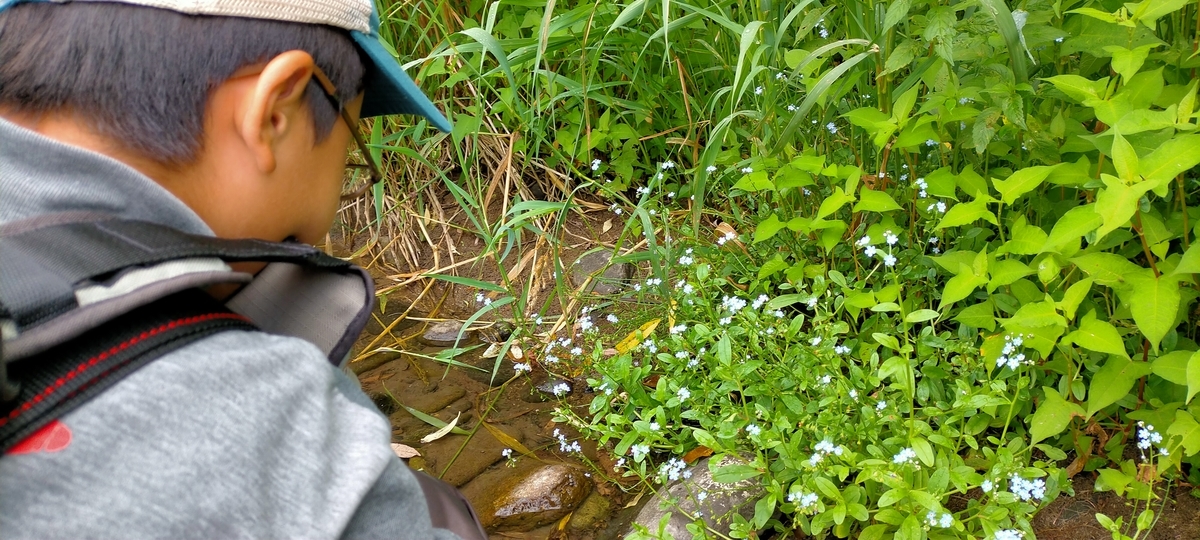 f:id:flyfisher417:20210725114425j:plain