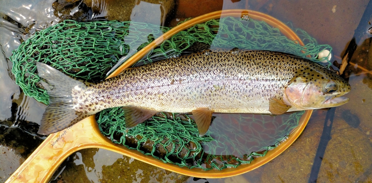 f:id:flyfisher417:20210809072937j:plain