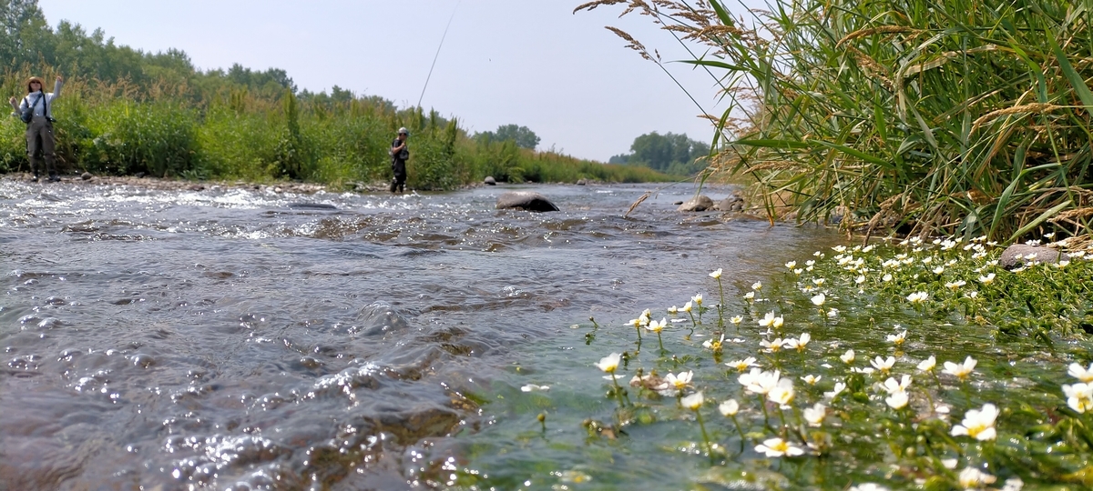 f:id:flyfisher417:20210809074924j:plain