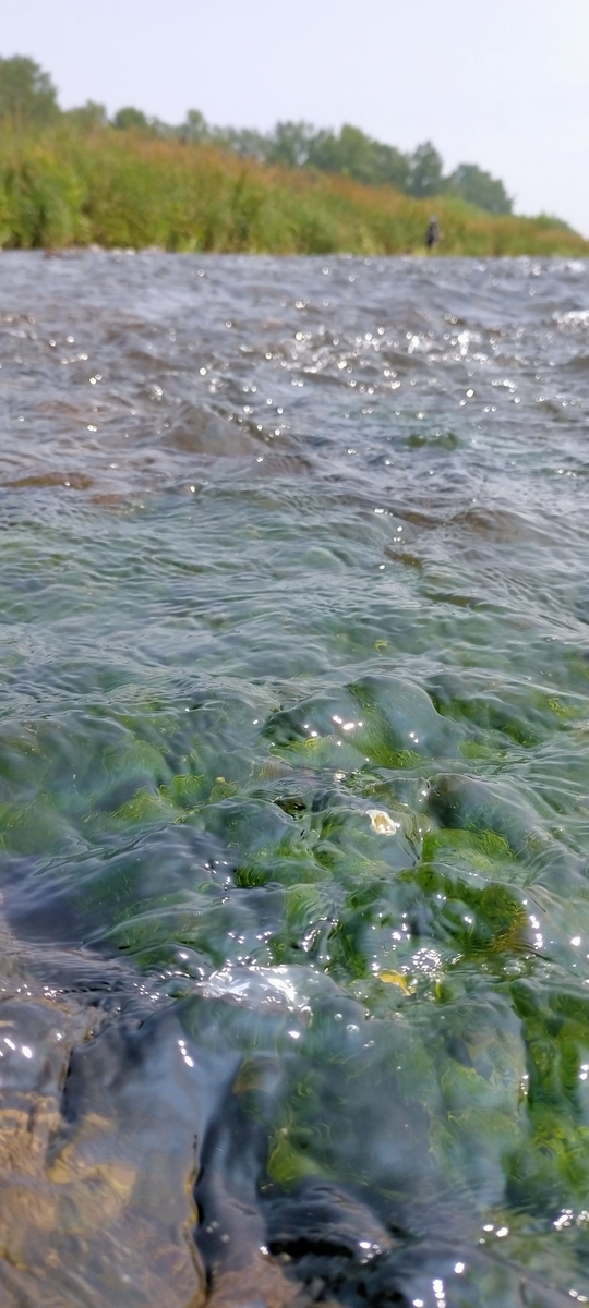 f:id:flyfisher417:20210809075316j:plain
