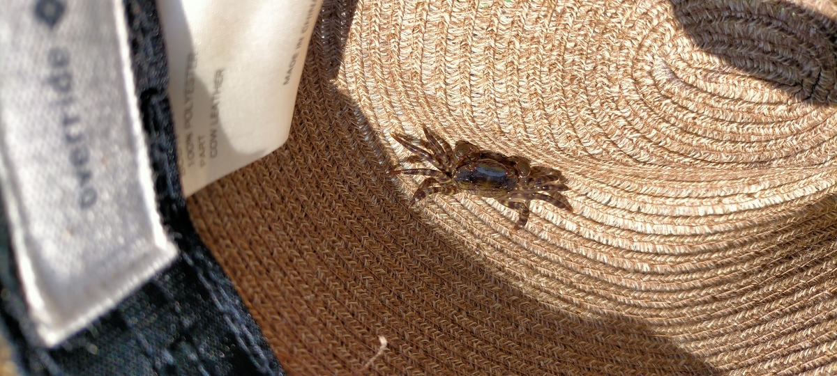 f:id:flyfisher417:20210812091914j:plain