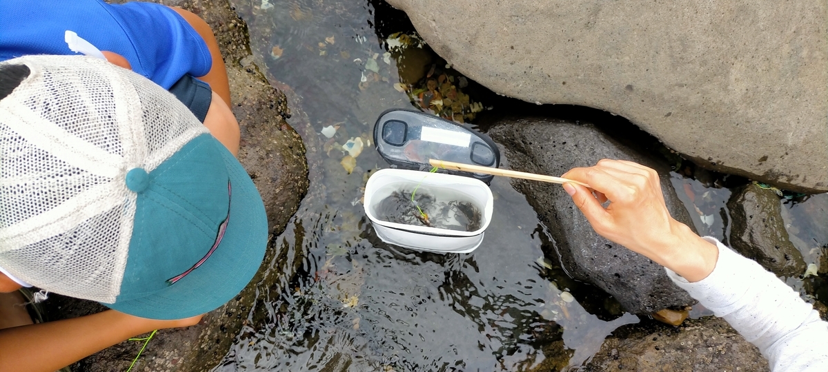 f:id:flyfisher417:20210812183911j:plain