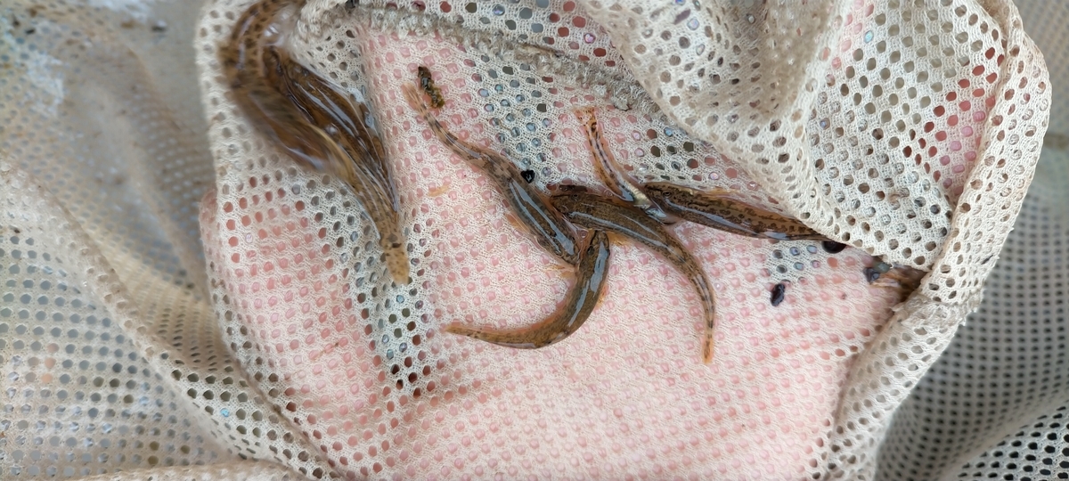 f:id:flyfisher417:20210818212429j:plain