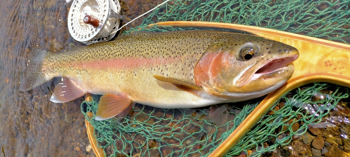 f:id:flyfisher417:20210819122228j:plain