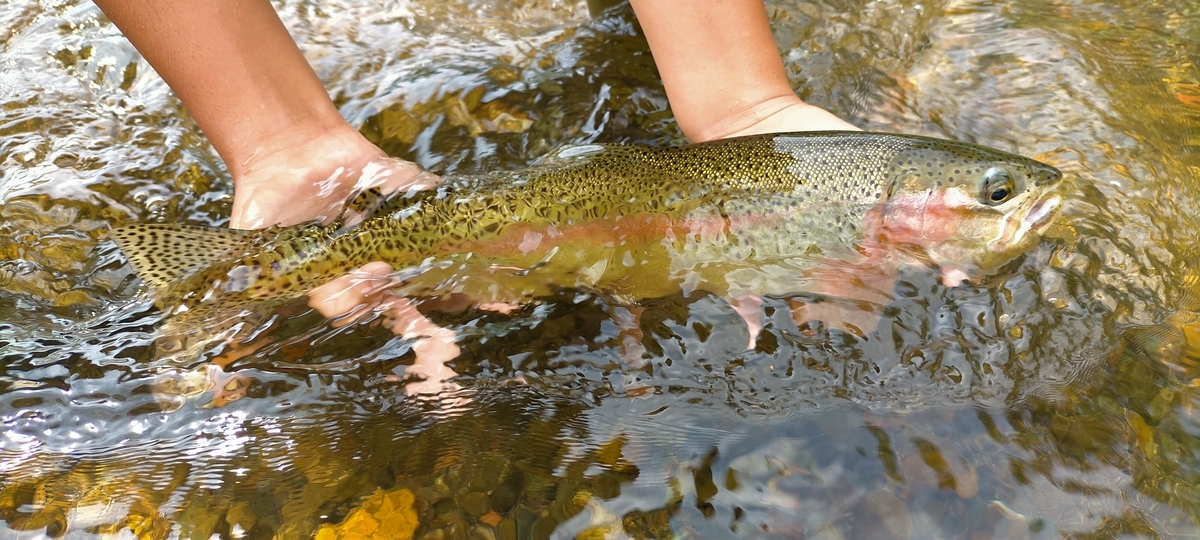 f:id:flyfisher417:20210819122413j:plain