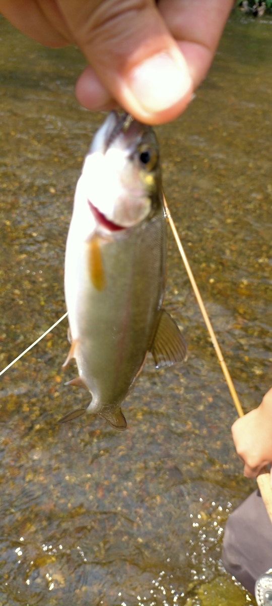 f:id:flyfisher417:20210819123029j:plain