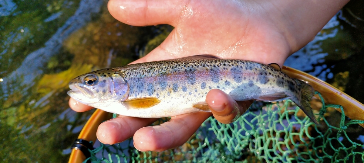 f:id:flyfisher417:20210822143958j:plain