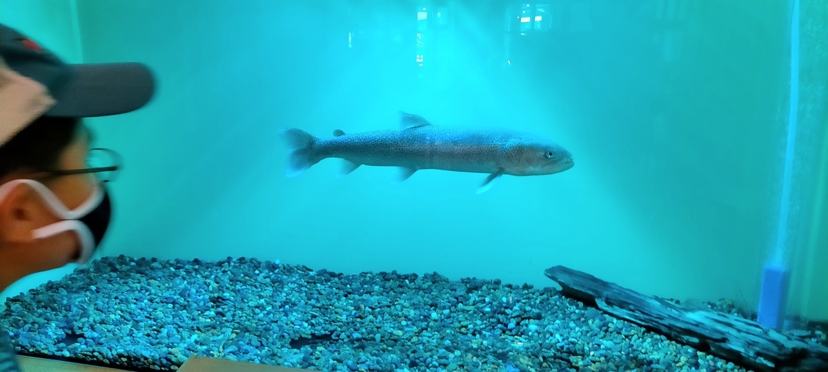 f:id:flyfisher417:20210823203056j:plain