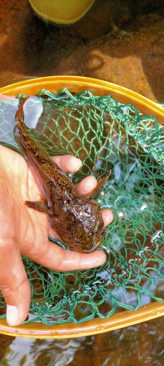 f:id:flyfisher417:20210823203724j:plain
