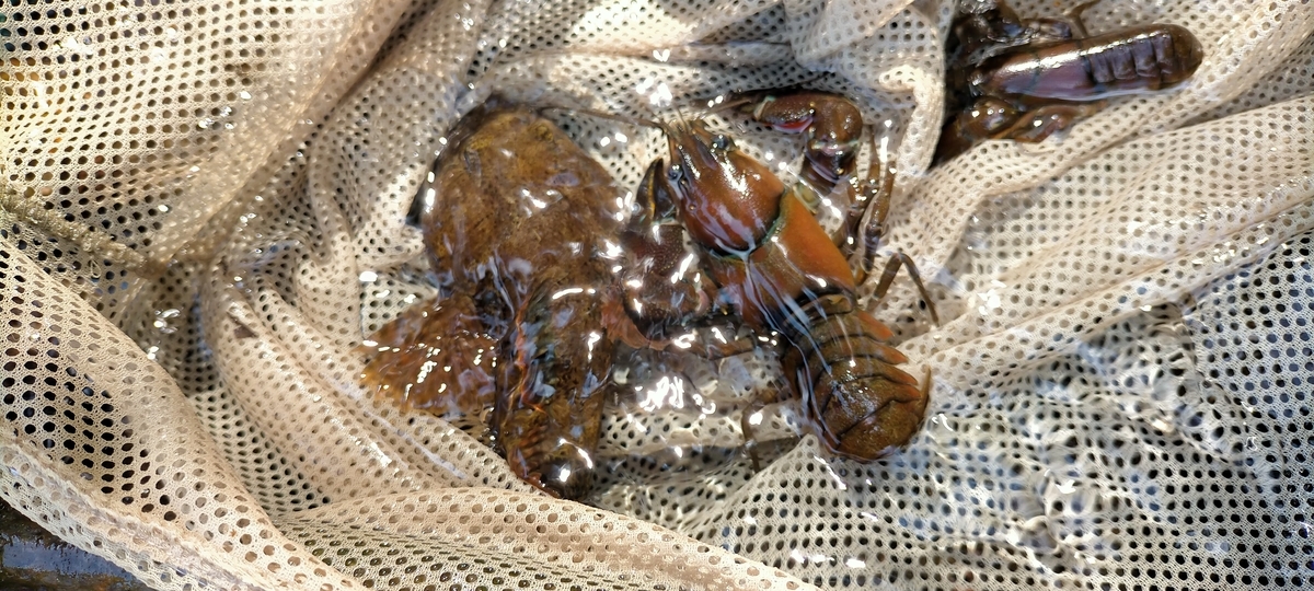 f:id:flyfisher417:20210823204020j:plain