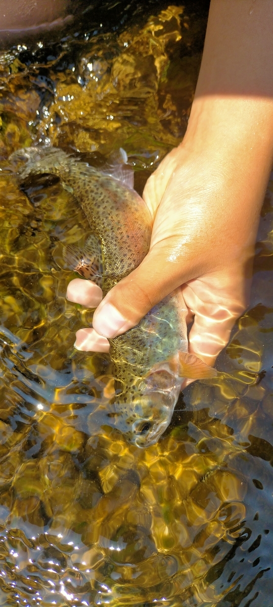 f:id:flyfisher417:20210901182142j:plain