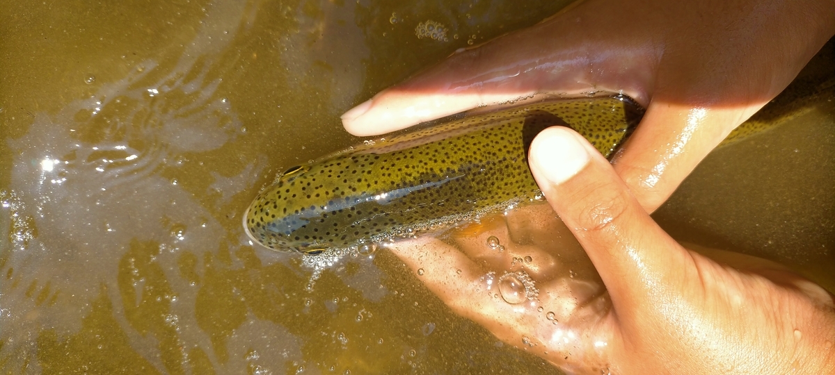 f:id:flyfisher417:20210901182306j:plain