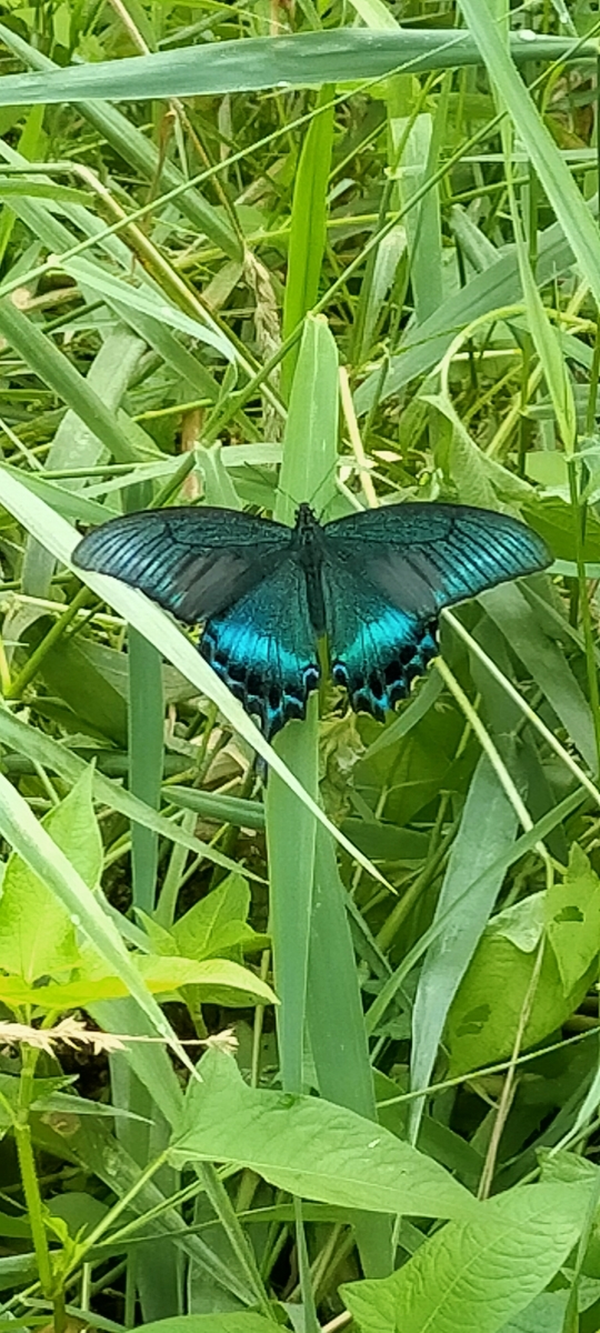 f:id:flyfisher417:20210901182350j:plain