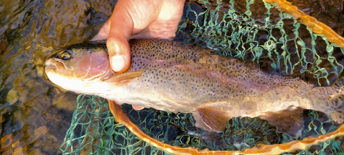 f:id:flyfisher417:20210901183336j:plain