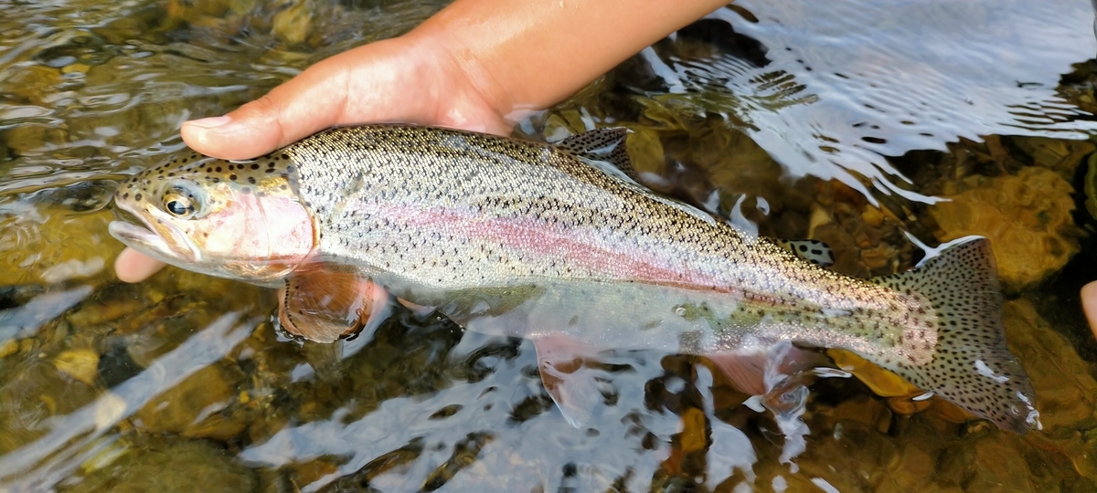 f:id:flyfisher417:20210901183429j:plain