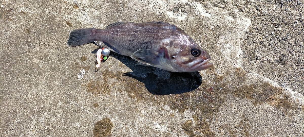 f:id:flyfisher417:20211010102148j:plain