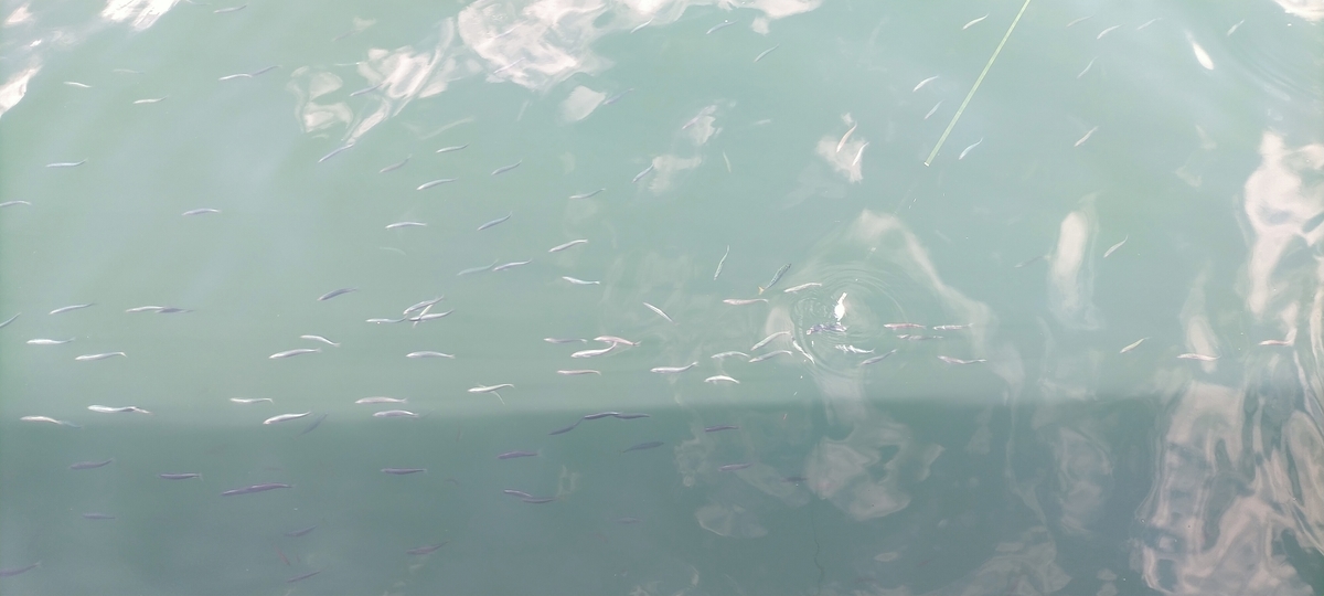 f:id:flyfisher417:20211010124624j:plain