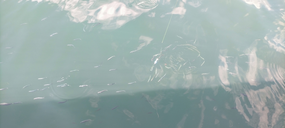 f:id:flyfisher417:20211010124710j:plain