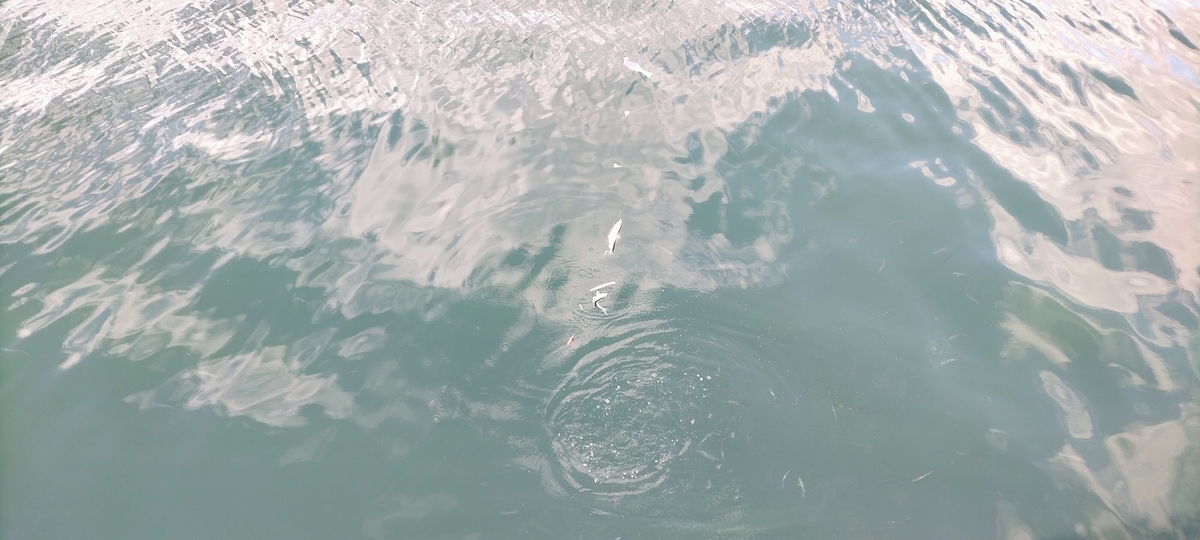f:id:flyfisher417:20211010124726j:plain