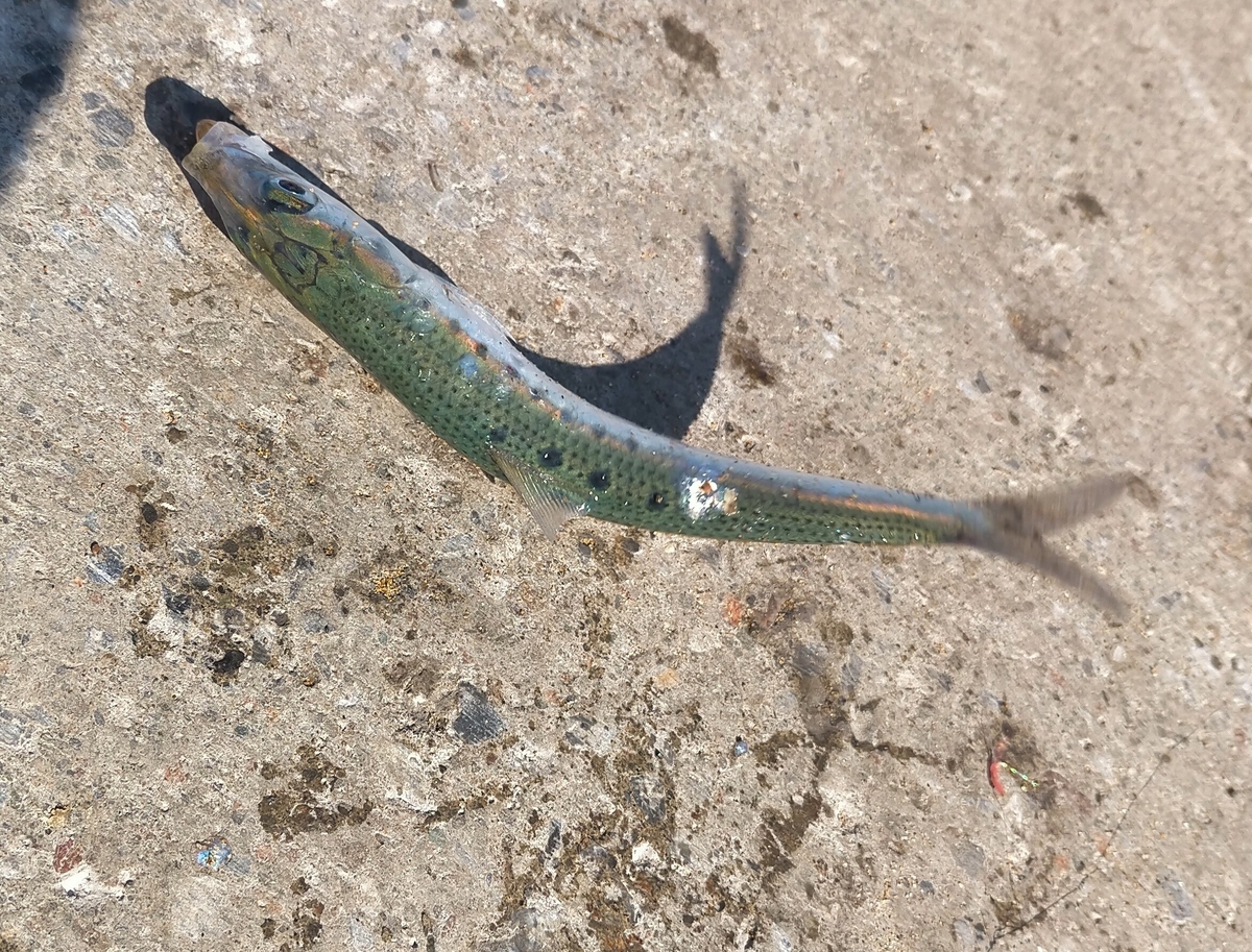 f:id:flyfisher417:20211010124926j:plain