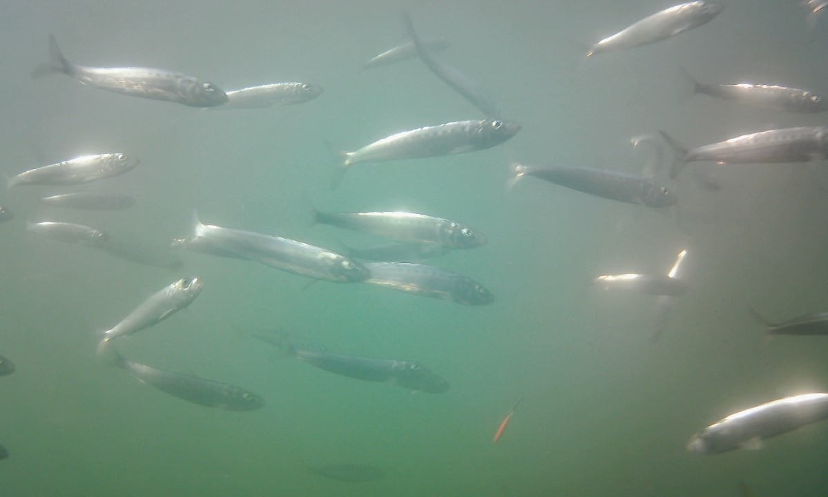 f:id:flyfisher417:20211010125437j:plain