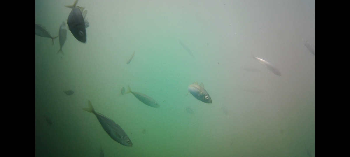 f:id:flyfisher417:20211010125552j:plain
