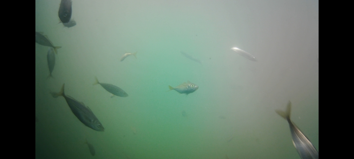 f:id:flyfisher417:20211010125608j:plain