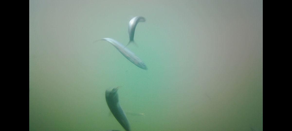 f:id:flyfisher417:20211010144128j:plain