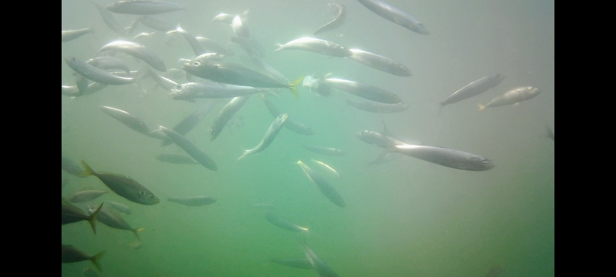 f:id:flyfisher417:20211010144155j:plain